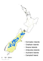 Cardamine dimidia distribution map based on databased records at AK, CHR, OTA & WELT.
 Image: K.Boardman © Landcare Research 2018 CC BY 4.0